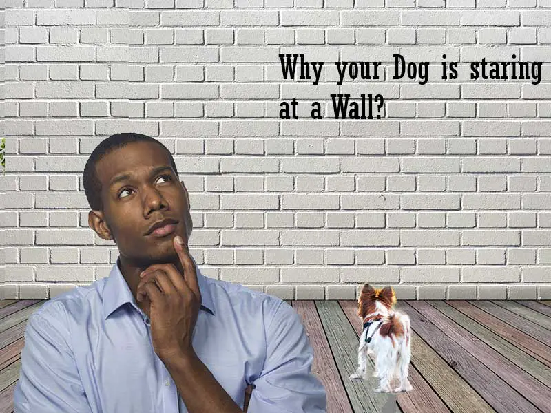 Why Does My Dog Keep Staring At The Wall?