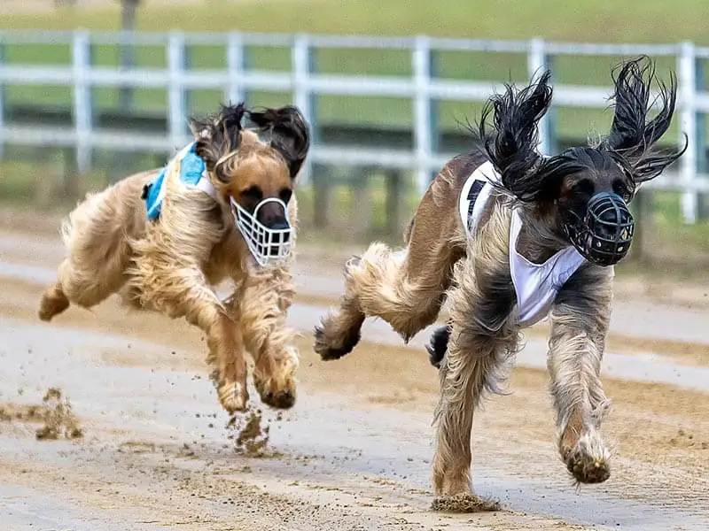 Muzzles for greyhounds