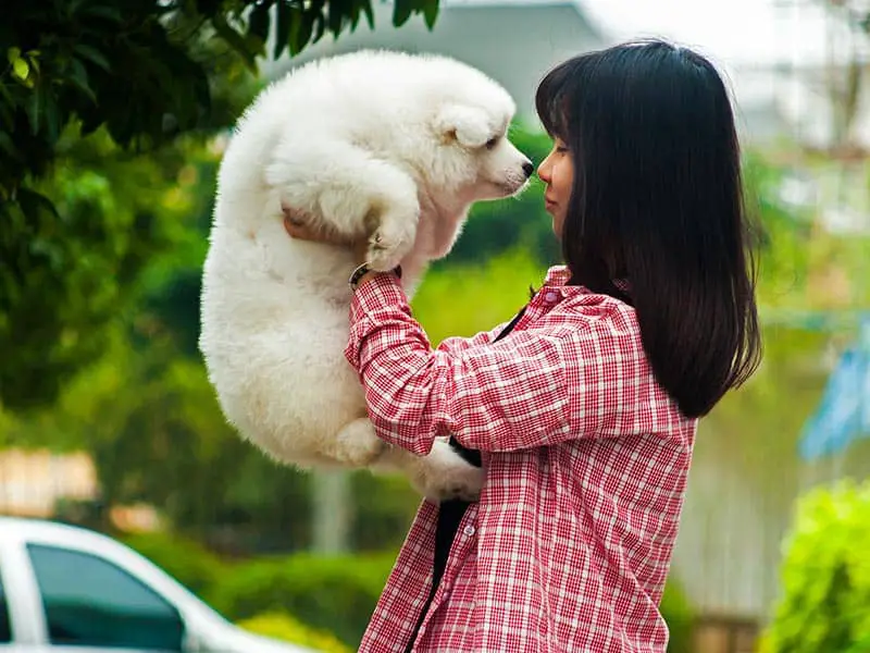 How much does a Samoyed cost?