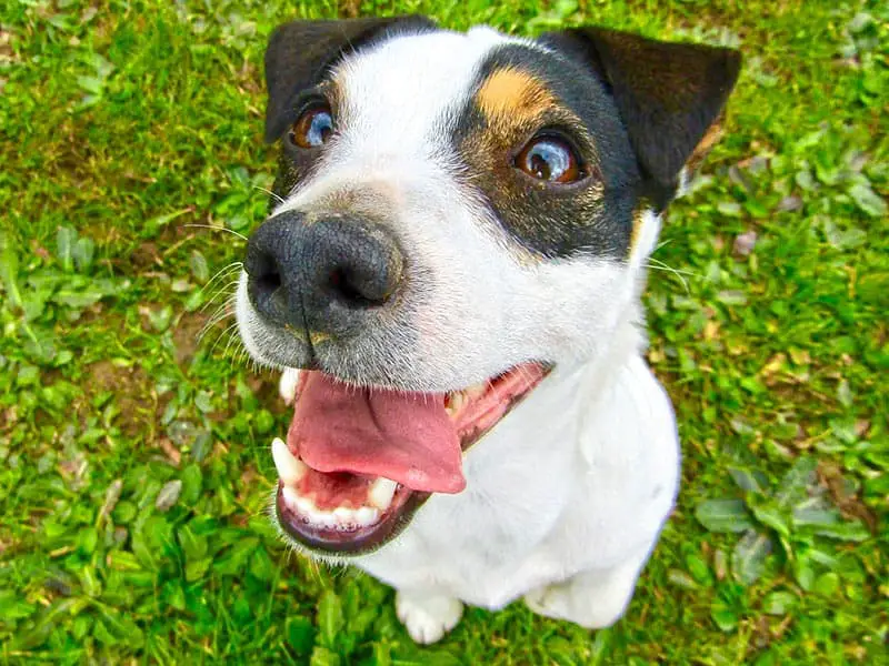 Reasons Your Dog's Bottom Jaw Chatter