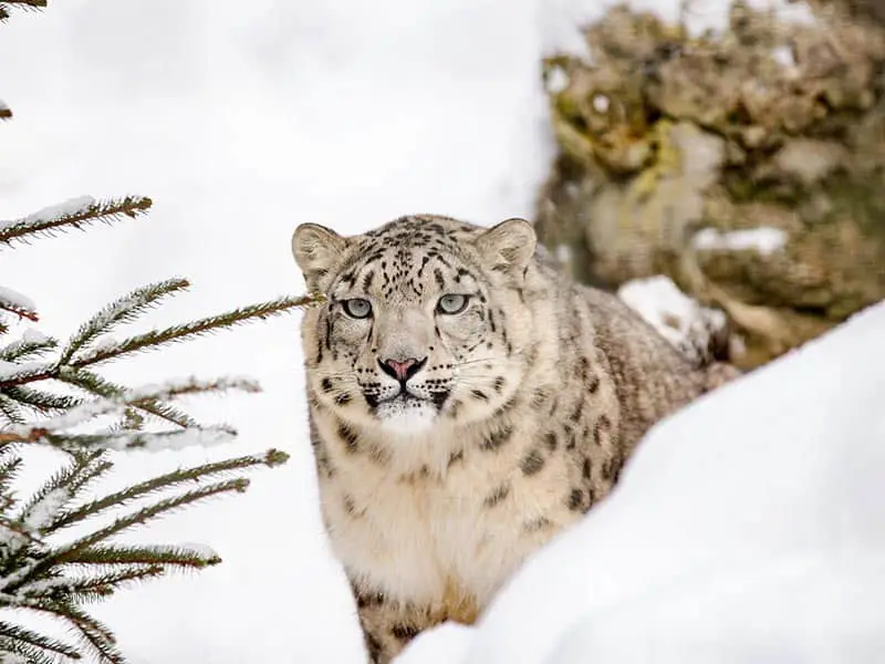 Snow leopard in Ladakh, India